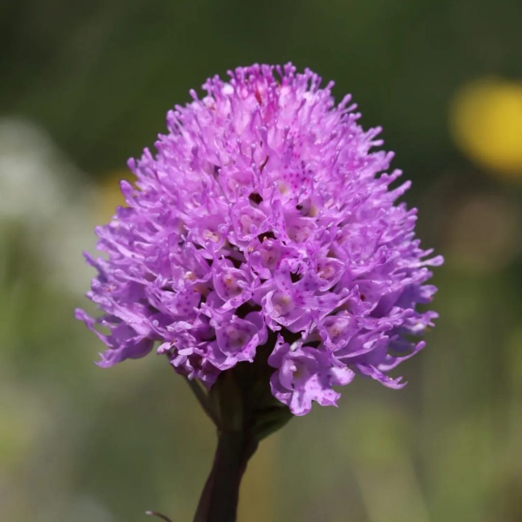 Pian della Nana e le sue fioriture (Dolomiti di Brenta)